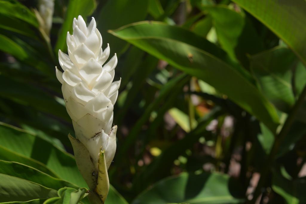 O'soleil Self Catering Affittacamere Isola di La Digue
